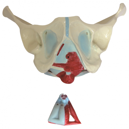 男性骨盆及盆底肌肉模型